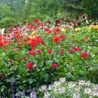Insel Mainau &ndash; &copy; Kerstin Hugel (Eberhardt TRAVEL)
