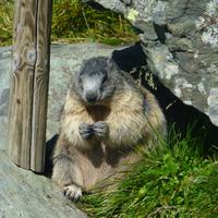 Murmeltier &ndash; &copy; Kerstin Hugel (Eberhardt TRAVEL)