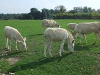 Die weißen Esel vom Gutshof &ndash; &copy; Martina Pötschke (Eberhardt TRAVEL)