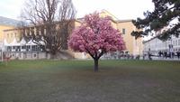 Ein Baum mit künstlichen Blüten, wirkt fast echt &ndash; &copy; Karl-Heinz Meinig (Eberhardt TRAVEL)