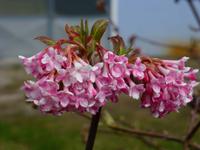 Frühling
