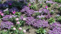 Insel Mainau &ndash; &copy; Kerstin Hugel (Eberhardt TRAVEL)