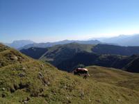 grasende Kuh am doch recht steilen Berg 2 &ndash; &copy; Jim Kattner (Eberhardt TRAVEL)