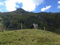 zwei Esel &ndash; &copy; Jim Kattner (Eberhardt TRAVEL)