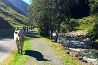 0403Gegenverkehr an der Aschauer Ache &ndash; &copy; Birgit Janosch (Eberhardt TRAVEL)