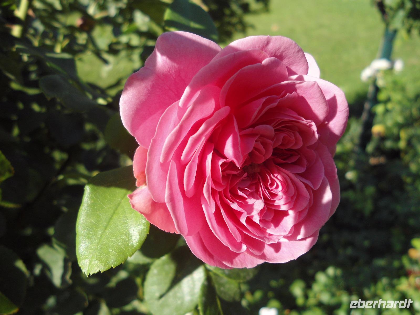 091 letzte Rose &ndash; &copy; Uta Leßke (Eberhardt TRAVEL)