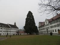 Kloster Mehrerau mit Mammutbaum &ndash; &copy; Petra Sauer (Eberhardt TRAVEL)