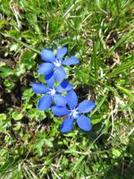 Blauer Enzian