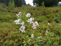 Leimkraut &ndash; &copy; Betina Marinov (Eberhardt TRAVEL)