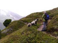 Ziegenherde &ndash; &copy; Betina Marinov (Eberhardt TRAVEL)