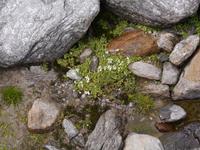Wimper-Nabelmiere &ndash; &copy; Betina Marinov (Eberhardt TRAVEL)