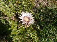 Silberdistel &ndash; &copy; Betina Marinov (Eberhardt TRAVEL)