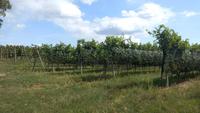 Weinberg Esterhazy &ndash; &copy; Gisela Gerlach (Eberhardt TRAVEL)