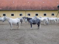 Piber_Lipizzanergestüt (2) &ndash; &copy; Andreas Höhn (Eberhardt TRAVEL)