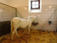 Piber_Lipizzanergestüt_Neapolitano_NimaI_1979 &ndash; &copy; Andreas Höhn (Eberhardt TRAVEL)