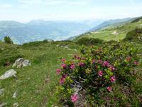 Almrosen &ndash; &copy; Betina Marinow (Eberhardt TRAVEL)