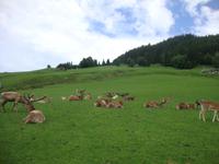 Wildpark Aurach &ndash; &copy; Harald Kühne (Eberhardt TRAVEL)