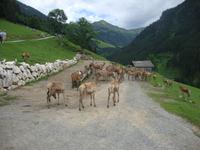 Wildpark Aurach