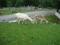 Wildpark Aurach &ndash; &copy; Harald Kühne (Eberhardt TRAVEL)