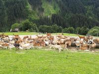 Reise ins Brixental/Tirol - Wildpark Aurach &ndash; &copy; Mandy Lehmann (Eberhardt TRAVEL)