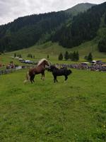 Reise ins Brixental/Tirol - Hengstauftrieb Aschau &ndash; &copy; Mandy Lehmann (Eberhardt TRAVEL)