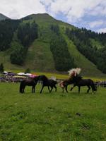 Reise ins Brixental/Tirol - Hengstauftrieb Aschau