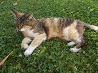 DSCN1546  Kloster Katze &ndash; &copy; Kerstin Veit (Eberhardt TRAVEL)