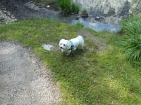 Hund Simba &ndash; &copy; Vicky Kern (Eberhardt TRAVEL)