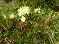 Planai &ndash; &copy; Kerstin Hugel (Eberhardt TRAVEL)