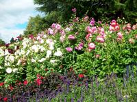 Blumeninsel Mainau &ndash; &copy; Steffen Mucke (Eberhardt TRAVEL)