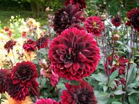 Blumeninsel Mainau &ndash; &copy; Steffen Mucke (Eberhardt TRAVEL)