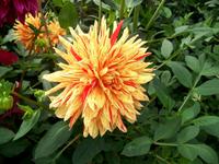 Blumeninsel Mainau &ndash; &copy; Steffen Mucke (Eberhardt TRAVEL)