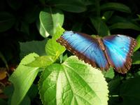 Blumeninsel Mainau &ndash; &copy; Steffen Mucke (Eberhardt TRAVEL)