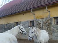 Gestüt Piber &ndash; &copy; Kerstin Hugel (Eberhardt TRAVEL)