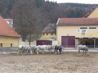 Piber -Lippizanergestüt  &ndash; &copy; Claudia Bernhardt (Eberhardt TRAVEL)