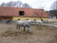 Piber -Lippizanergestüt  &ndash; &copy; Claudia Bernhardt (Eberhardt TRAVEL)