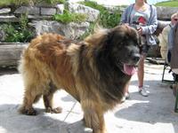 Leonberger auf Christl-Alm &ndash; &copy; Ulrike Löbner (Eberhardt TRAVEL)