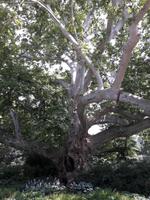 Baden Kurpark 6 &ndash; &copy; Walburga Lindner (Eberhardt TRAVEL)