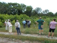 DSCN4102  im Weinberg &ndash; &copy; Kerstin Veit (Eberhardt TRAVEL)