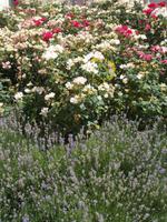 DSCN4223  Rosengarten &ndash; &copy; Kerstin Veit (Eberhardt TRAVEL)