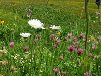 Alpenblumen &ndash; &copy; Kathrin Beck (Eberhardt TRAVEL)