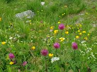 Alpenblumen &ndash; &copy; Kathrin Beck (Eberhardt TRAVEL)