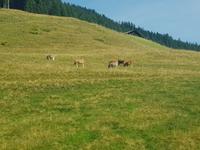 Kühe auf der Alm &ndash; &copy; Kathrin Beck (Eberhardt TRAVEL)