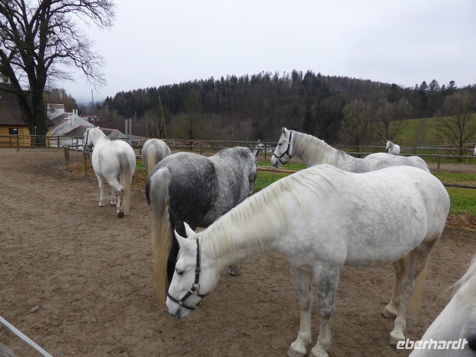 Piber - Lipizzanergestüt  &ndash; &copy; Claudia Bernhardt (Eberhardt TRAVEL)