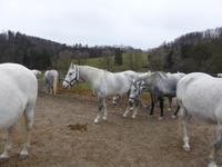 Piber - Lipizzanergestüt  &ndash; &copy; Claudia Bernhardt (Eberhardt TRAVEL)