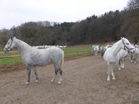 Piber - Lipizzanergestüt  &ndash; &copy; Claudia Bernhardt (Eberhardt TRAVEL)