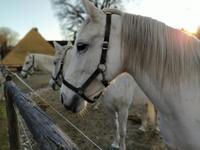 Lippizanergestuet &ndash; &copy; Michaela Sailer (Eberhardt TRAVEL)