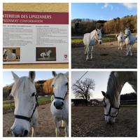 Lippizanergestuet &ndash; &copy; Michaela Sailer (Eberhardt TRAVEL)