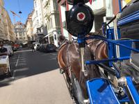 Fiakerfahrt &ndash; &copy; Alina Konstantinov (Eberhardt TRAVEL)