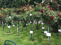 Rosengarten &ndash; &copy; Alina Konstantinov (Eberhardt TRAVEL)